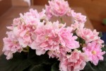 Фиалка (сенполия) | Розовый жемчуг